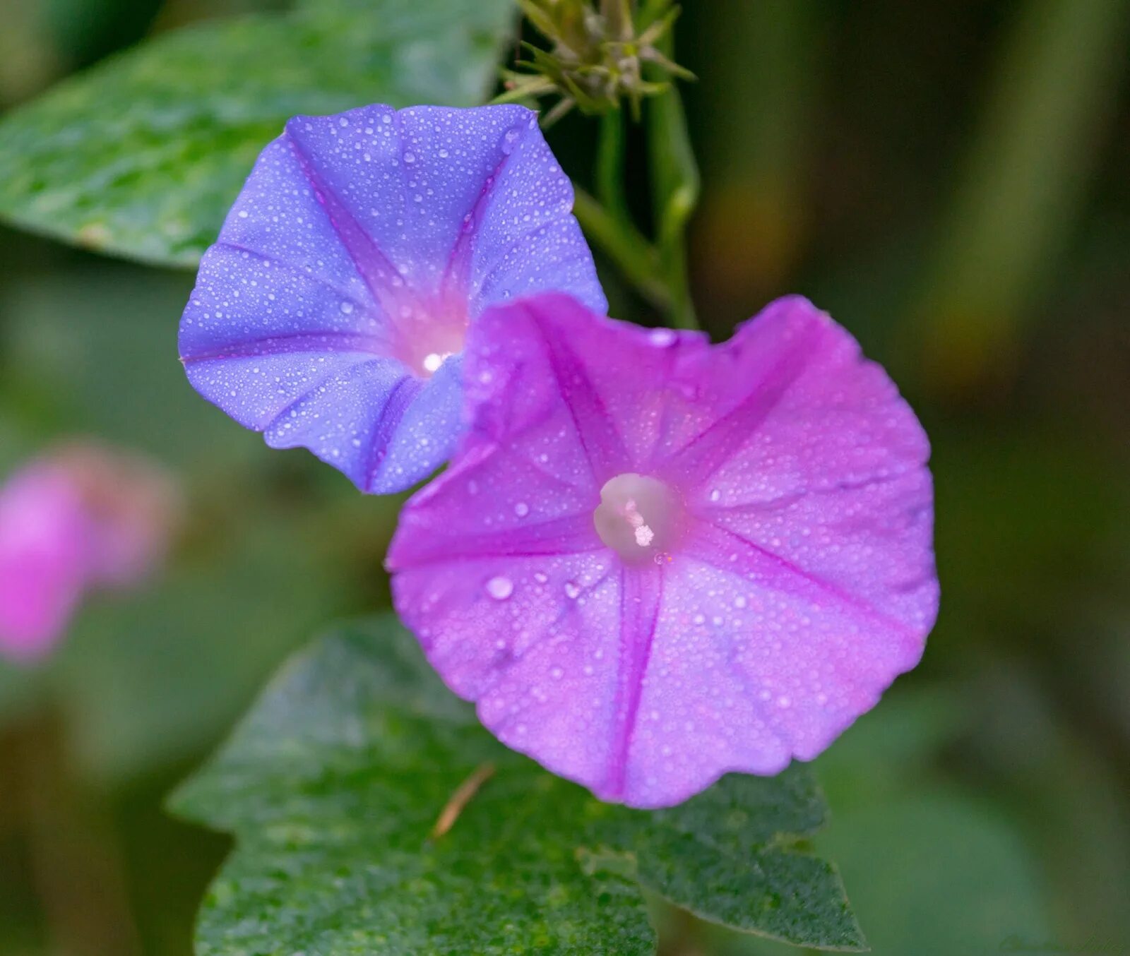 Ипомея виолацея. Ипомея ЛСА. Ипомея утреннее сияние. Ипомея или Ipomea violacea.