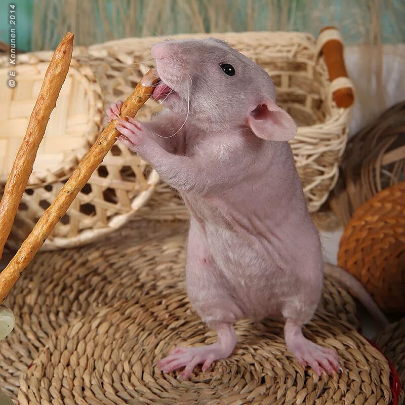 Декоративная крыса дамбо. Декоративные крысы породы дамбо. Крыса дамбо агути. Декоративные крысы породы дамбо. Декоративная крыса дамбо персик.