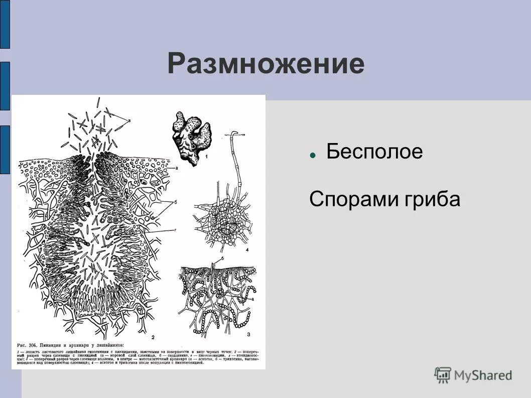 Лишайники строение размножение