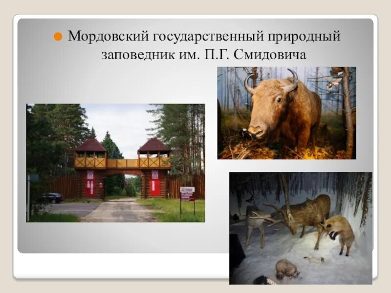 Проект разнообразие природы родного края мордовия