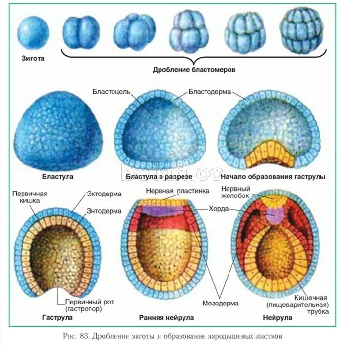 Какой процесс в цикле развития ланцетника изображен. Этапы онтогенеза гаструла бластула. Гаструла нейрула. Развитие эмбриона бластула. Зигота бластула гаструла.