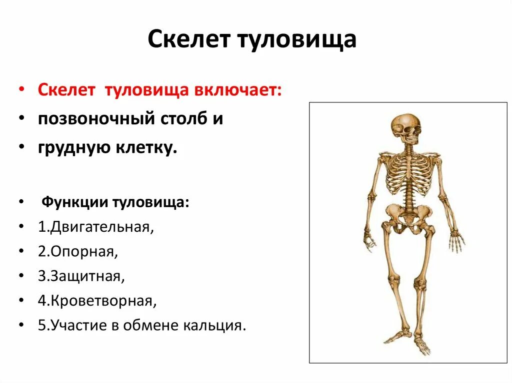 Скелет туловища. Функции скелета туловища. Скелет туловища человека. Общая характеристика скелета.