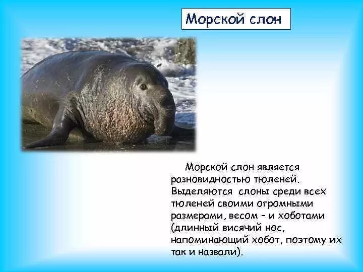 Южный морской слон где. Морской слон. Морской слон Антарктиды. Доклад о морском слоне. Южный морской слон доклад.