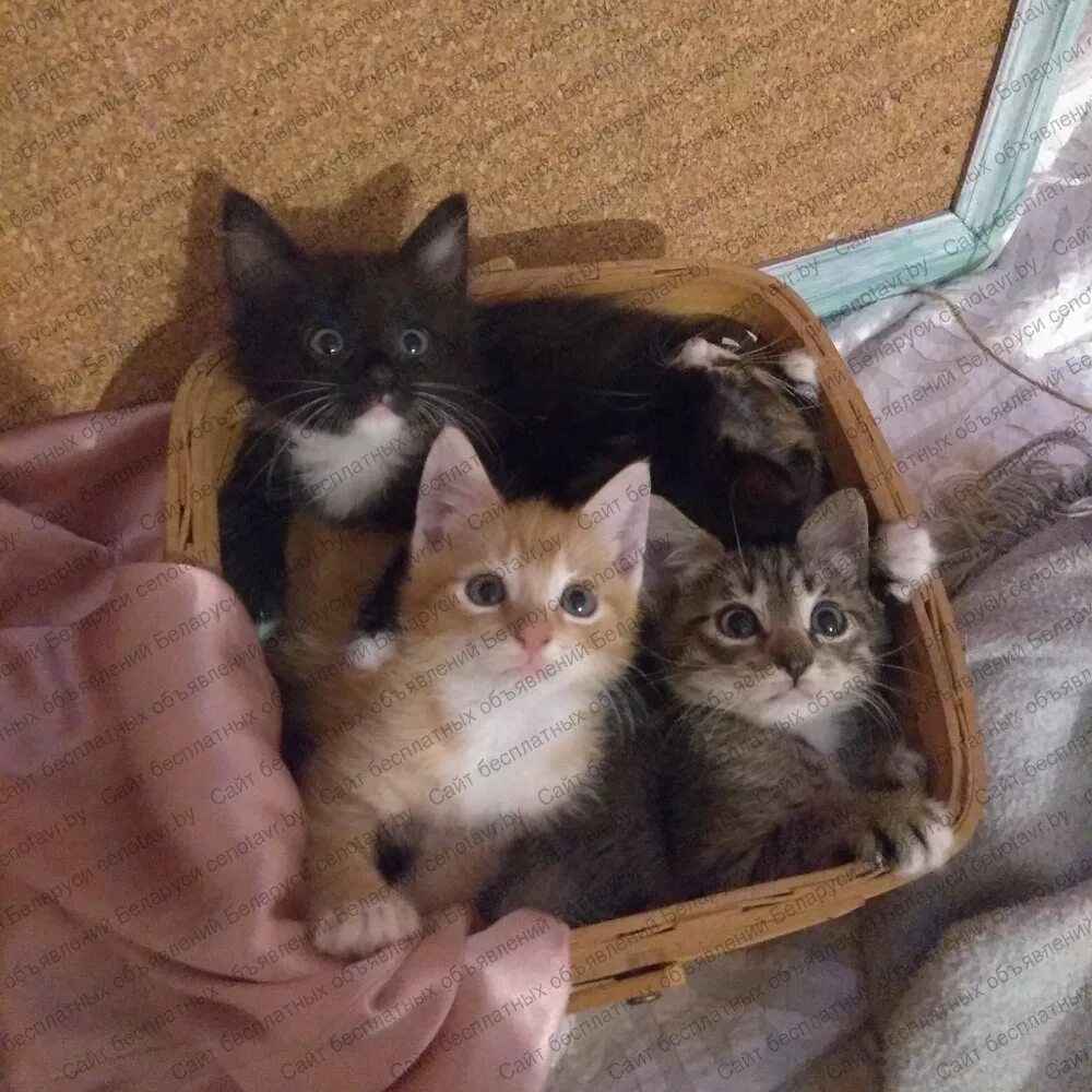 На рб кошка. Коты волковыск куфар. Коты волковыск куфар. Тайские сиамские котята 2022. На рб кошка.