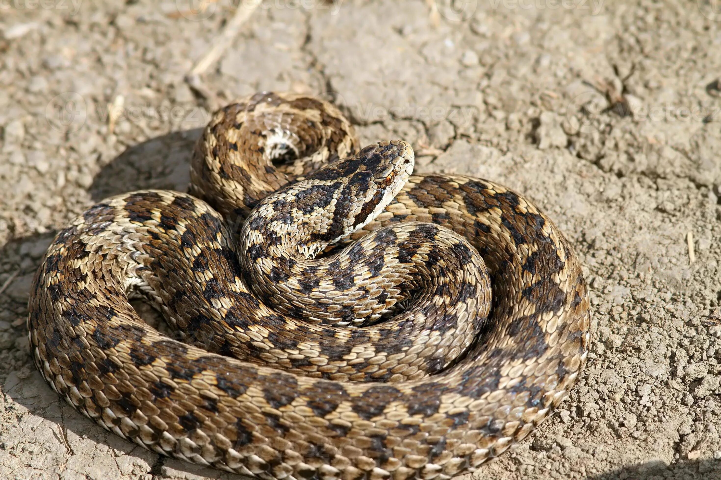 Vipera оборудование 2.0. Степная гадюка (Vipera Renardi). Гадюка Степная - Vipera Ursini. Болотная гадюка Индии. Степная гадюка Волгоградской области.