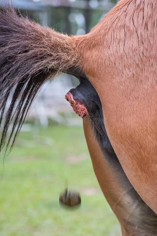 Хвост лошади. Большой конский в женщины. Член лошади. Конский дылда. Член лошади.