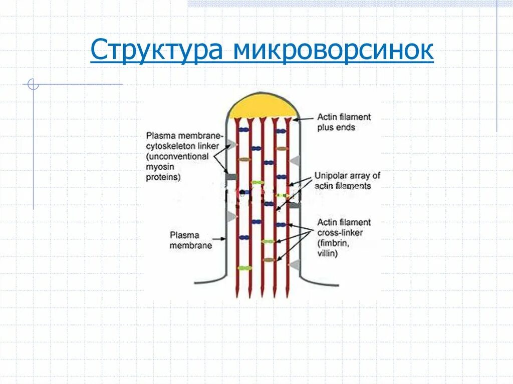 Микроворсинки строение и функции. Микроворсинки клетки гистология. Схема строения микроворсинок. Строение ресничек и микроворсинок гистология. Микроворсинки это