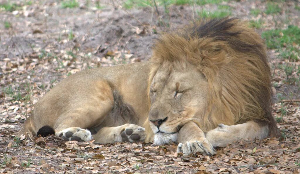 Sleeping Lions. Фф sleeping lions автор litmasily