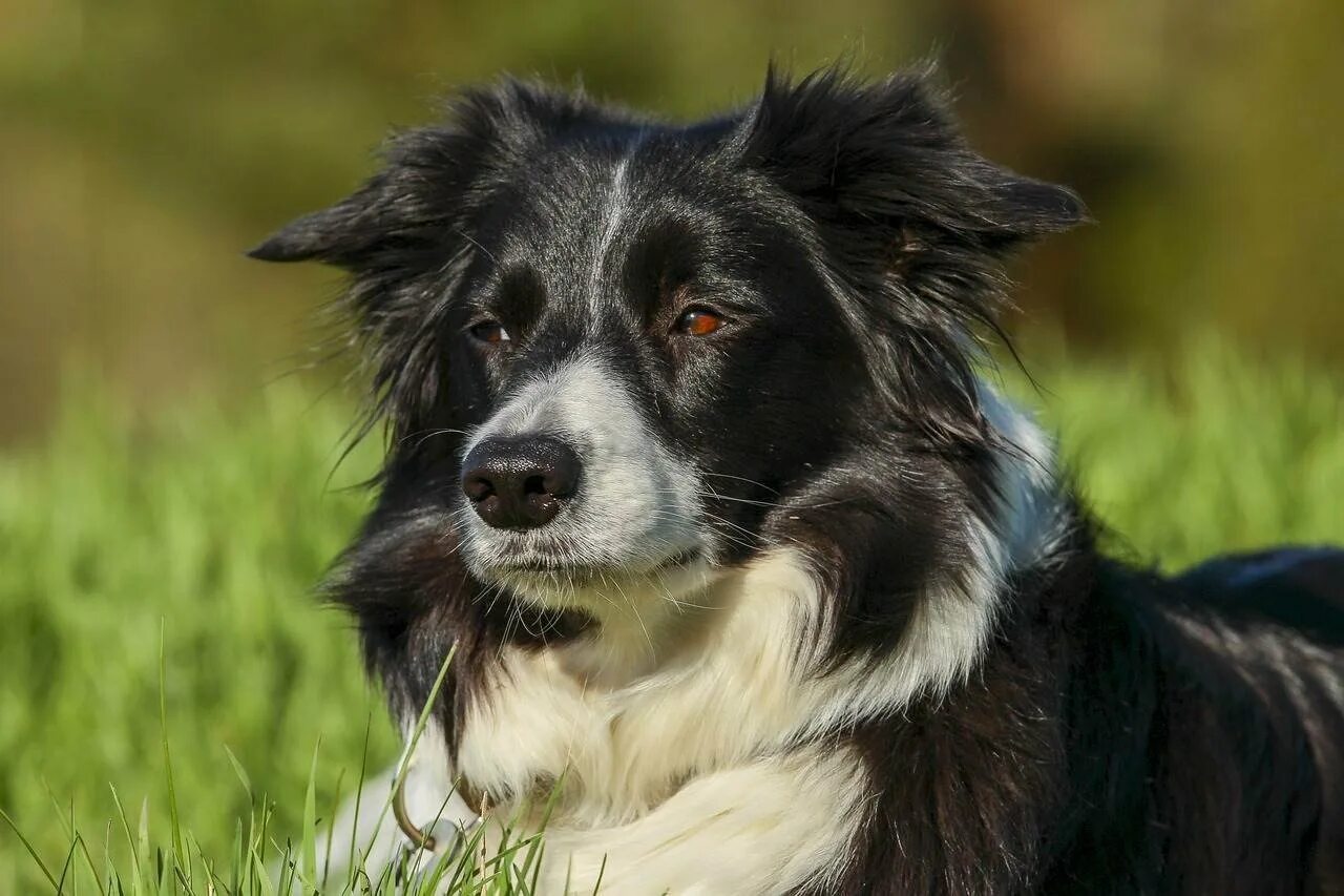 Собака бордер колли. Собака бордер колли. Бордер-колли. Бордер-колли. Самая умная собака в мире бордер колли.