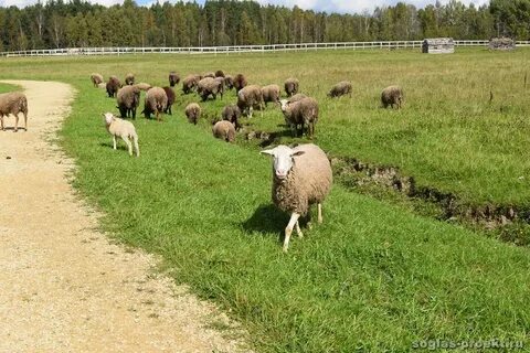 Ленинградская ферма