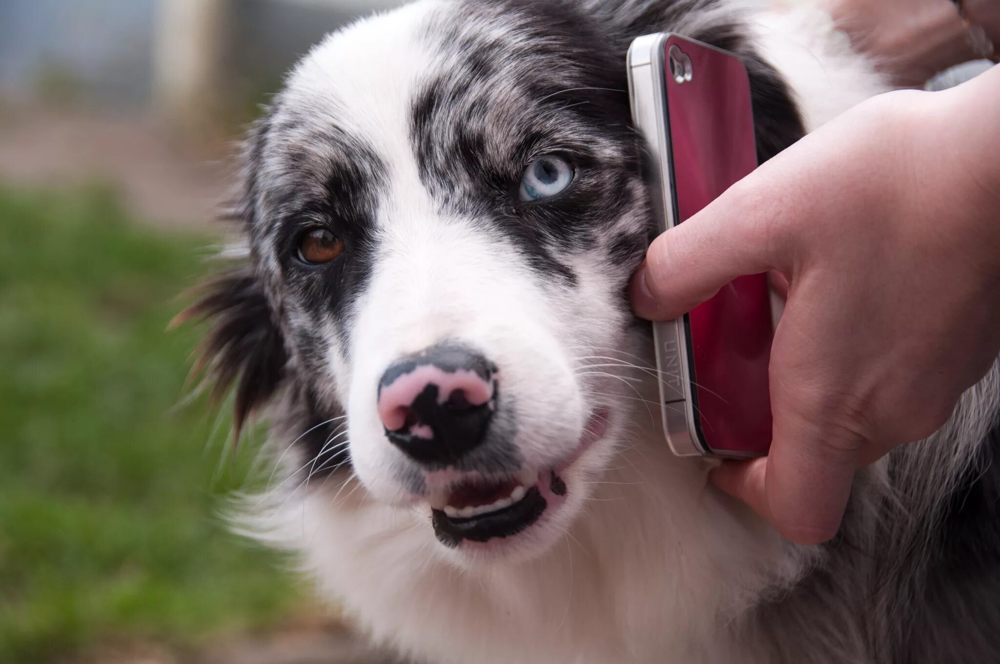 Умный пес. Лабрадор терьер. Smartest dog breeds. Пес бигль. Овчарки разновидности.