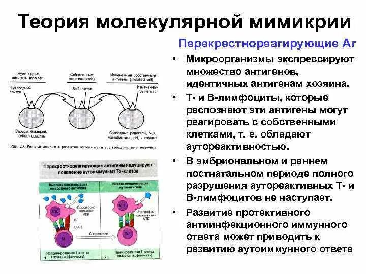 Феномен мимикрии. Назовите явление пример мимикрии. Феномен мимикрии. Антигенная мимикрия микробиология. Механизм молекулярной мимикрии.