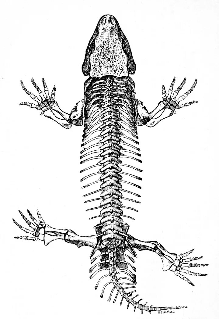Рептилии ребра. Сеймурия скелет. Гаттерия строение тела. Скелет гаттерии. Внутреннее строение гаттерии.