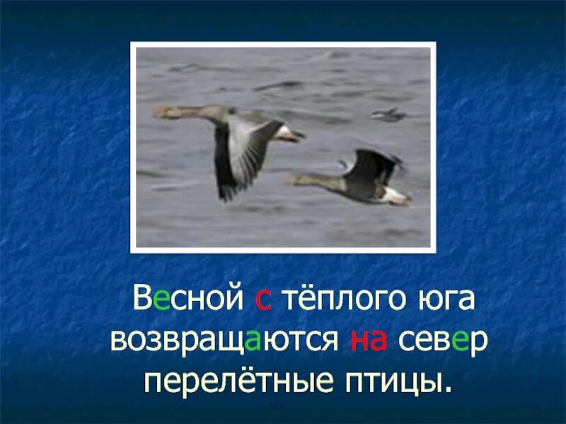 Почему птицы возвращаются обратно. Птицы возвращаются. перелетные птицы возвращаются. птицы возвращаются с юга. птицы матерясь возвращаются на юг перелетные.