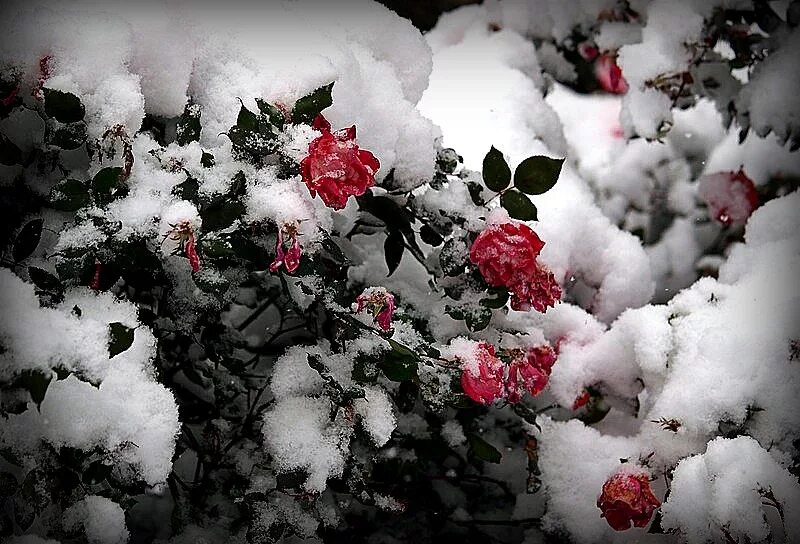 Розы на снегу. Розовый куст в снегу. Розы зимой.