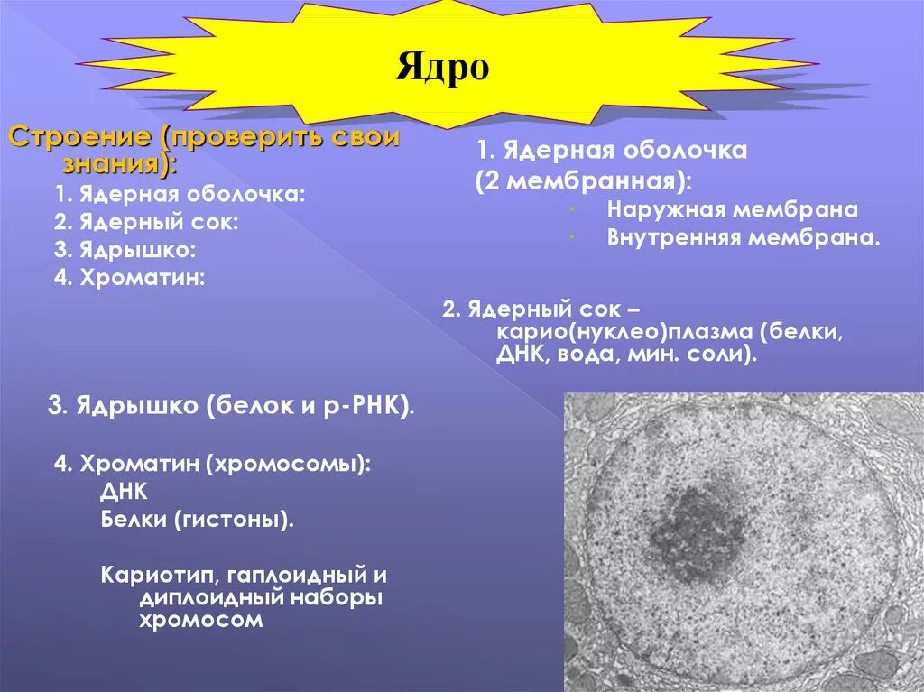 Строение ядра. Ядро и ядрышко строение. Ядро (ядрышко, ядерный сок, хроматин). Ядерный сок строение. Строение ядра типы ядер