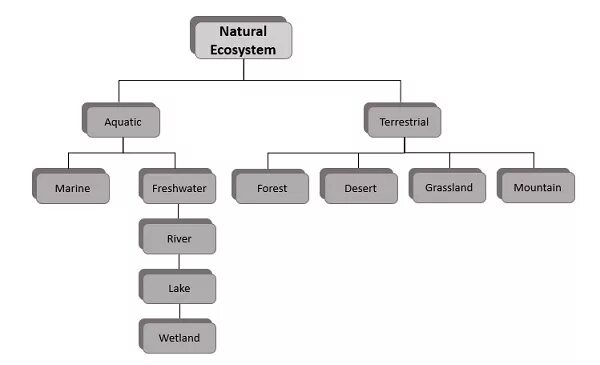 Types of natural. Types of ecosystems. Ecosystem classification. Классификация экосистемных услуг. Terrestrial ecosystems.