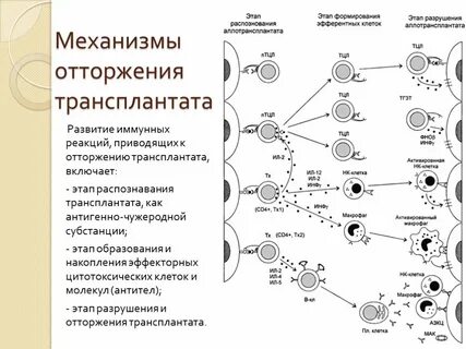 Клеточные механизмы развития