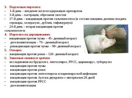 Сколько ставить железо поросятам