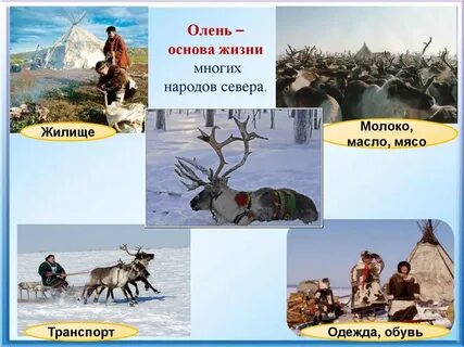 Тундра хозяйственная деятельность человека