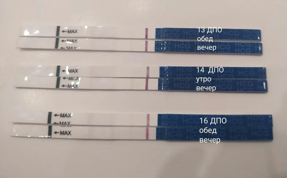 16 ДПО тест. Эвитест на 16 ДПО. Тест полоска на 16 ДПО. 15-16 ДПО тест. Тянет живот на 16