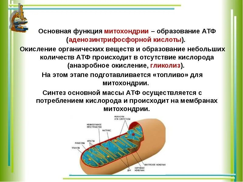 Основные функции митохондрий. Образование АТФ В митохондриях схема. Основная функция митохондрий. Выработка АТФ В митохондриях.