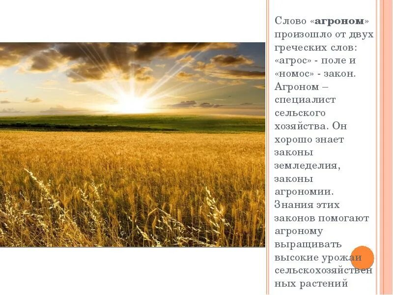 Выходил на поля молодой агроном. Текст песни молодой агроном выходил. Слова песни агронома. Молодой агроном слова. Слова песни агронома.