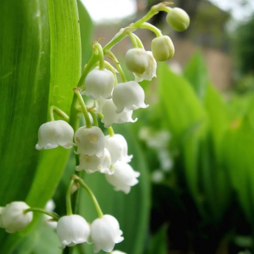 Саженцы ландыш Агродекор White AGRO1718 1 шт. - купить в Компания АгроДекор, цен