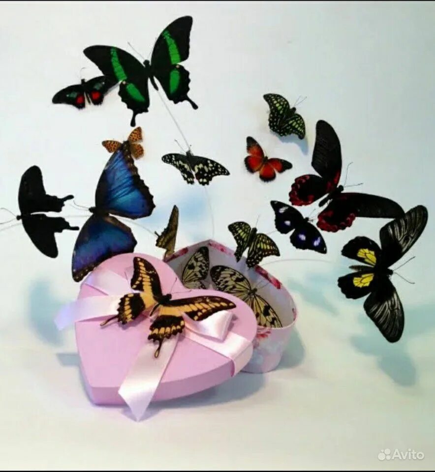 Тропические бабочки. Салют из бабочек. Живые бабочки в подарок. Коробочка с живыми бабочками. Бабочки в москве где