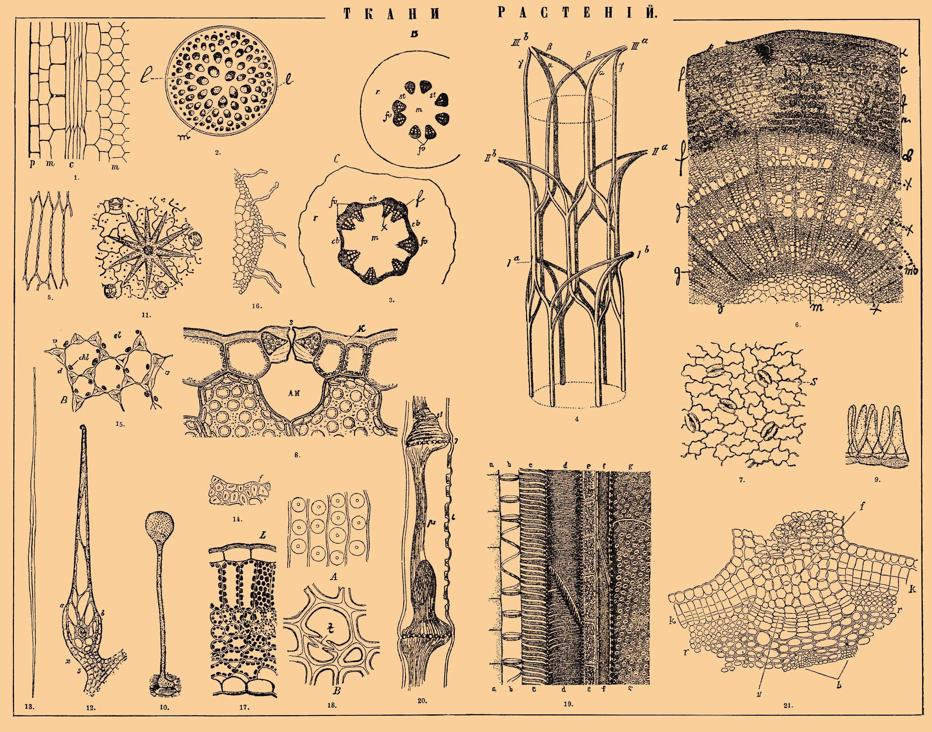 Выделительная ткань растений. Ткани растений рисунки. Ботаника ткани растений. Клетки разных тканей растений. Виды растительных тканей рисунки