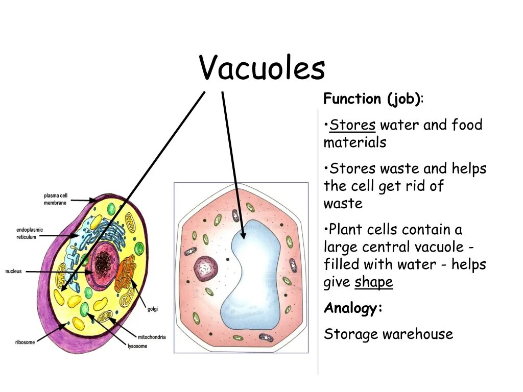 Cell contains. Vacuoles function. What is the function of the vacuoles ?. Vacuoles Store waste. What is vacuole is job.