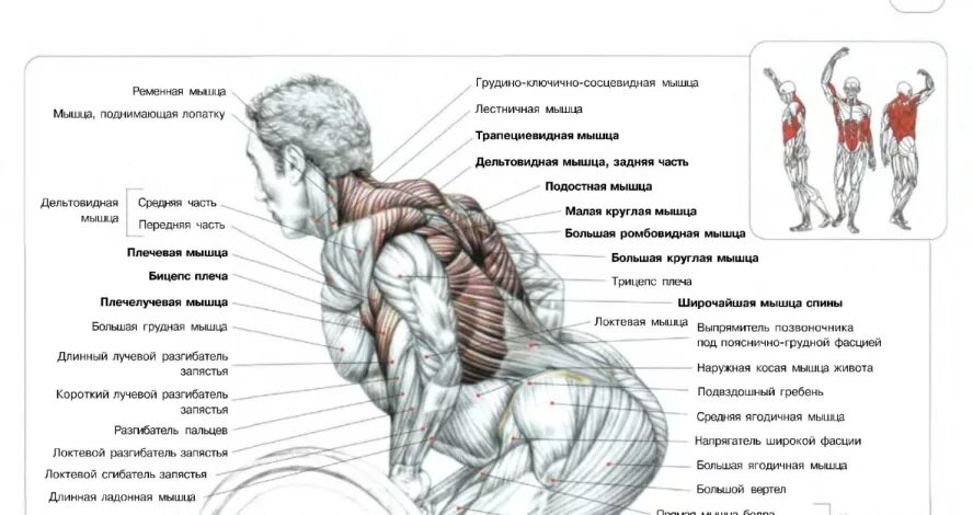 Тяга какие мышцы работают. Тяга штанги в наклоне какие мышцы. Тяга штанги в наклоне к поясу какие мышцы работают. Тяга к груди в наклоне мышцы. Тяга в наклоне какие мышцы.