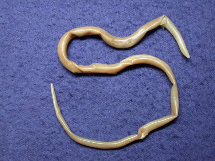 власоглав trichocephalus trichiurus. аскарида, трихинелла, острица, власоглав. глисты у человека аскариды. глисты аскариды острицы. глисты аскариды у ребенка.