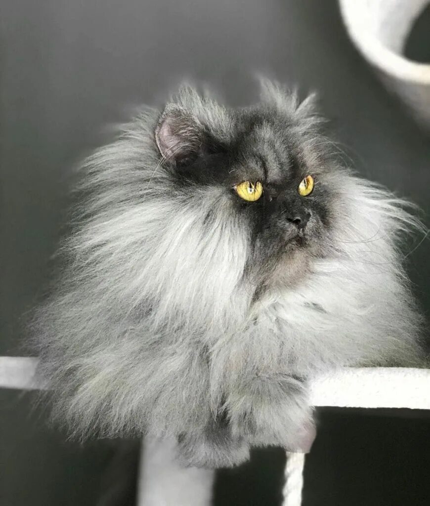 Кот шипит. Злая кошка фото. Британская кошка злая. Кот стал злым. Злая кошка.