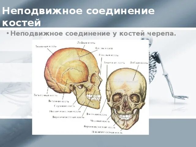 Неподвижные кости черепа. Неподвижное соединение черепа. Неподвижные кости в скелете человека. Подвижные и неподвижные кости в скелете человека.