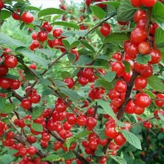 Войлочная вишня осень