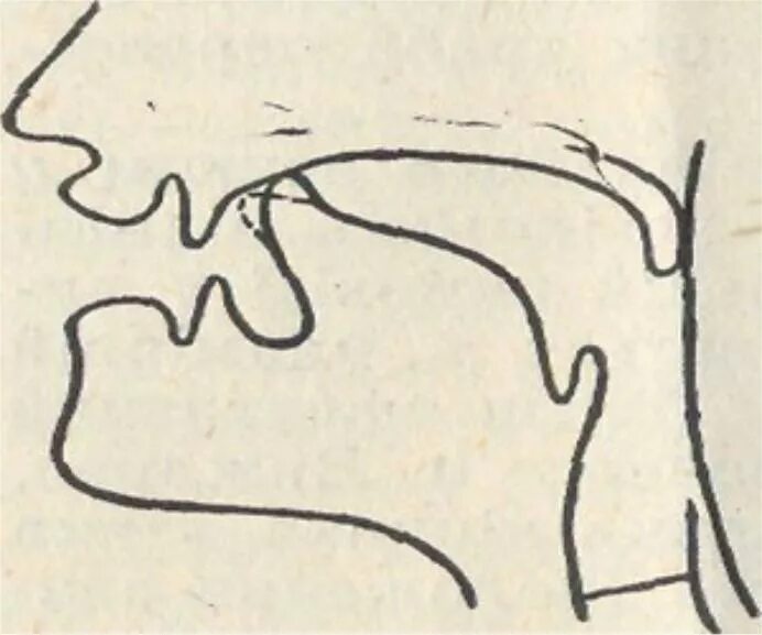 Артикуляция предложения. Артикуляционный профиль звука рь. артикуляционный уклад звука рь. артикуляция звука р и рь. профиль артикуляции звука р и рь.
