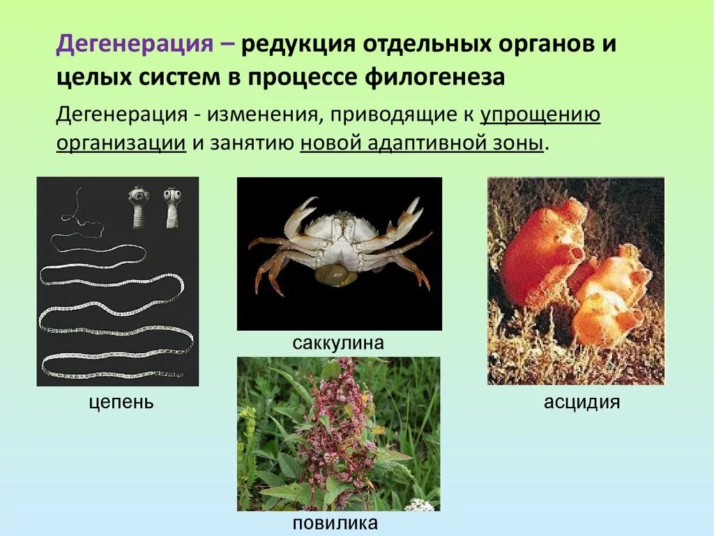 Редукция дегенерация. Асцидия дегенерация. Дегенерация у животных. Дегенерация примеры. Редукция органов.