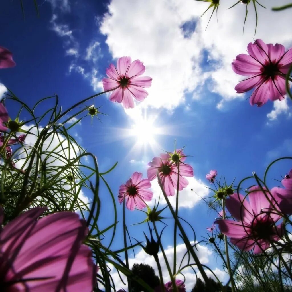 Заставка на телефон вертикальная природа. Цветы и небо. Красивое лето. Природа цветы. Летние цветы.