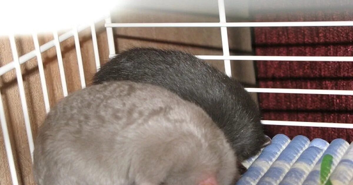 Крыски спят. Крысы домашние. Спящие крысы. Крысенок спит. Как спят крысы.