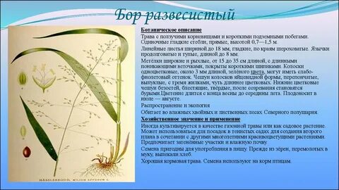 Опишите растительный