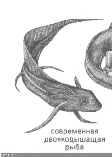 Кистепёрые. Кровеносная система двоякодышащих. Надкласс наземные позвоночные. Двоякодышащие рыбы представители. Двоякодышащие классификация.