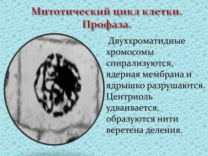 Профаза клетки