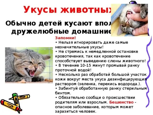 Профилактика при укусах животных. Укусы животных презентация. При укусах животных раны опасны заражением бешенством. При укусах животных раны опасны заражением бешенством. Профилактика при бешенстве.