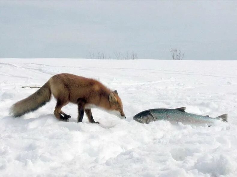 Лиса с добычей. Лис ответ. Лисицы соловки. Домашнее задание по русскому языку упражнение 249. Рыбу отвечает лисица.