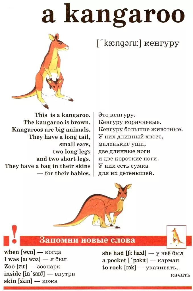 Описание кенгуру на английском языке. Рассказ о кенгуру на англ. Тексты про животных на анл. Кенгуру для детей на английском.