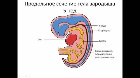Хорда эмбриона
