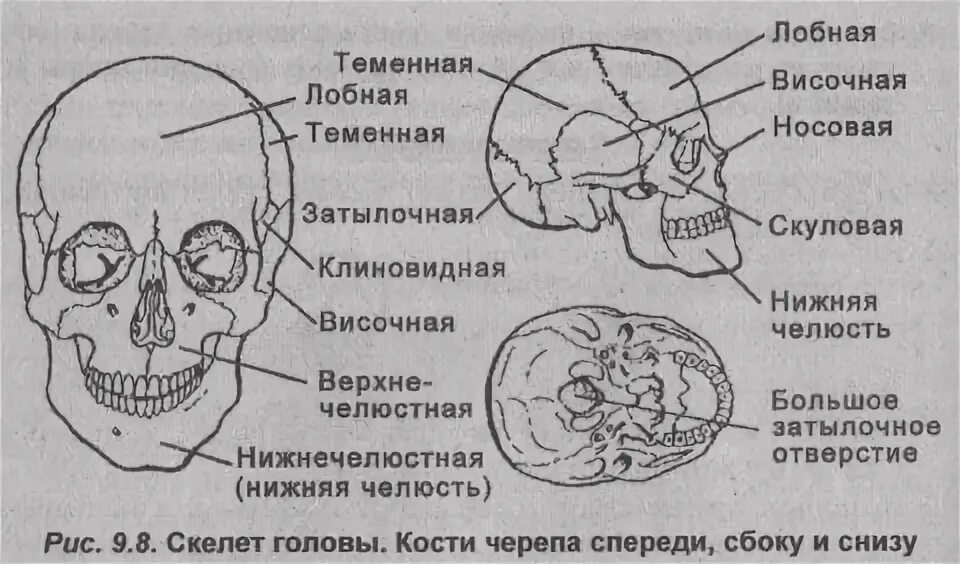 Лобно теменная область мозга. Лобно-теменная область головы. Строение черепа спереди и сбоку. Строение теменной кости черепа. Кости черепа спереди сбоку и снизу.