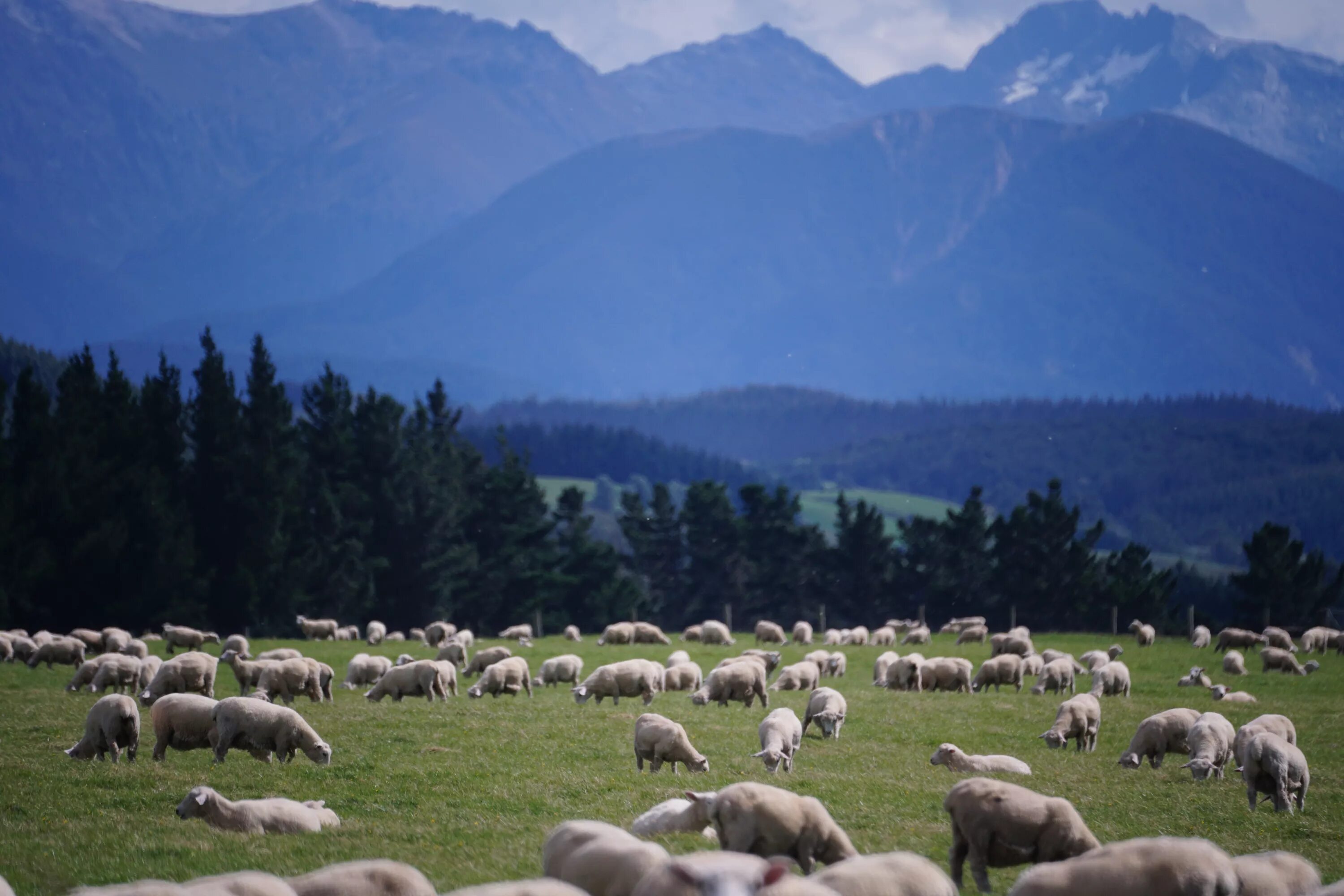 Промышленность новой зеландии. Новая Зеландия овцеводство. Пастбища овец в новой Зеландии. Сельское хозяйство Австралии овцеводство. Пастбищное овцеводство Австралии.