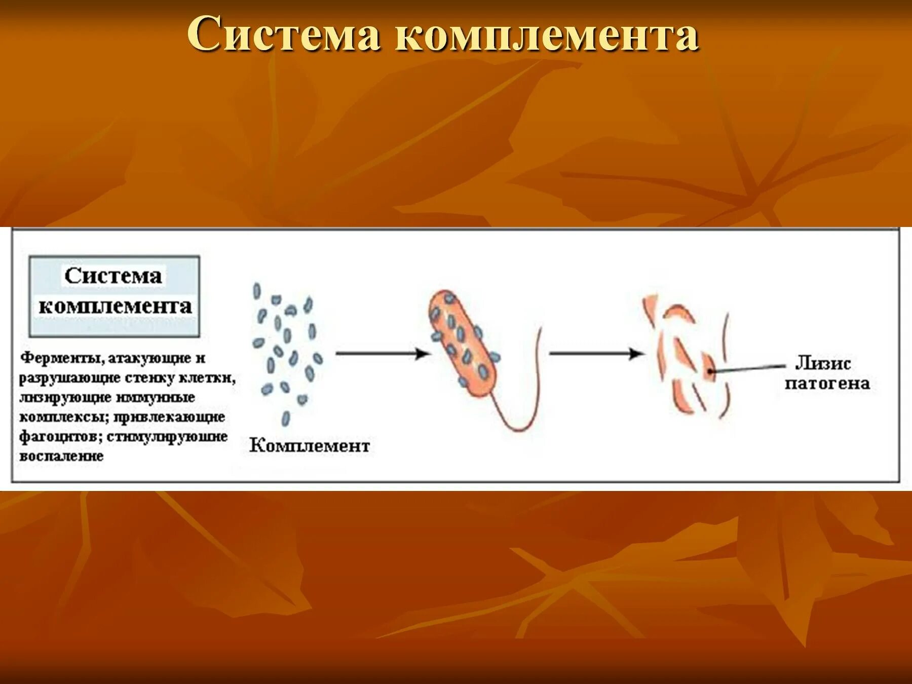 Комплемент иммунитет. Комплемент это система белков. Строение белков системы комплемента. Белки системы комплемента иммунология. Комплемент система комплемента.